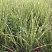斑叶芒自产自销斑叶芒种植基地斑叶芒60万低价处理