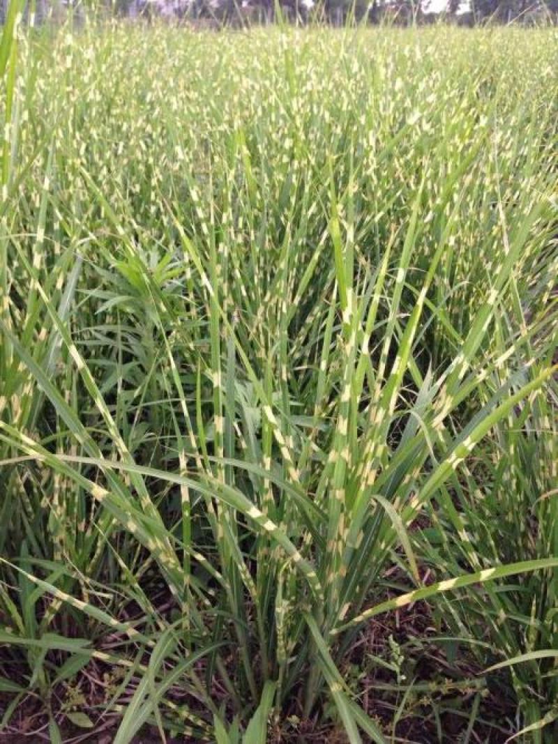 斑叶芒自产自销斑叶芒种植基地斑叶芒60万低价处理