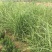 斑叶芒自产自销斑叶芒种植基地斑叶芒60万低价处理
