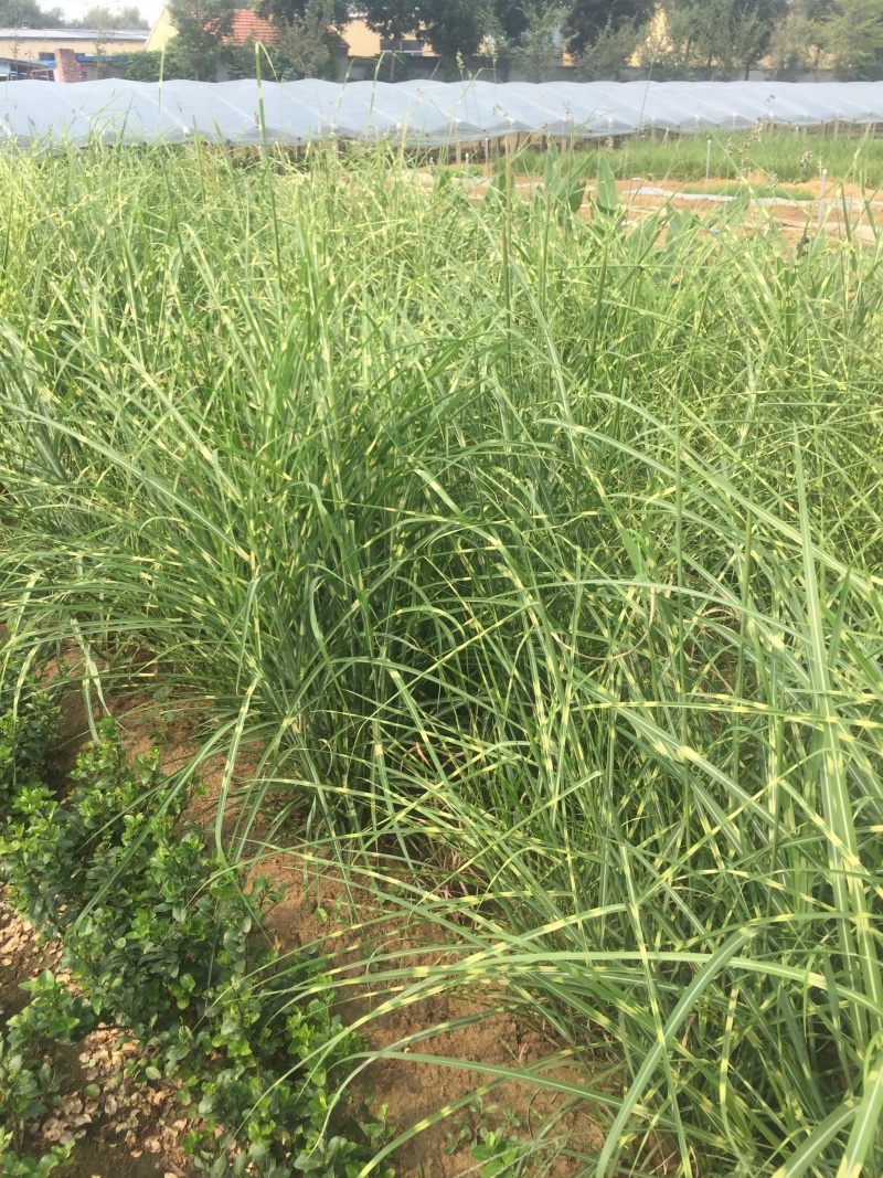 斑叶芒自产自销斑叶芒种植基地斑叶芒60万低价处理