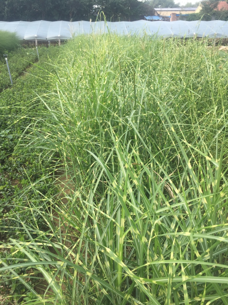 斑叶芒自产自销斑叶芒种植基地斑叶芒60万低价处理
