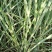 斑叶芒自产自销斑叶芒种植基地斑叶芒60万低价处理
