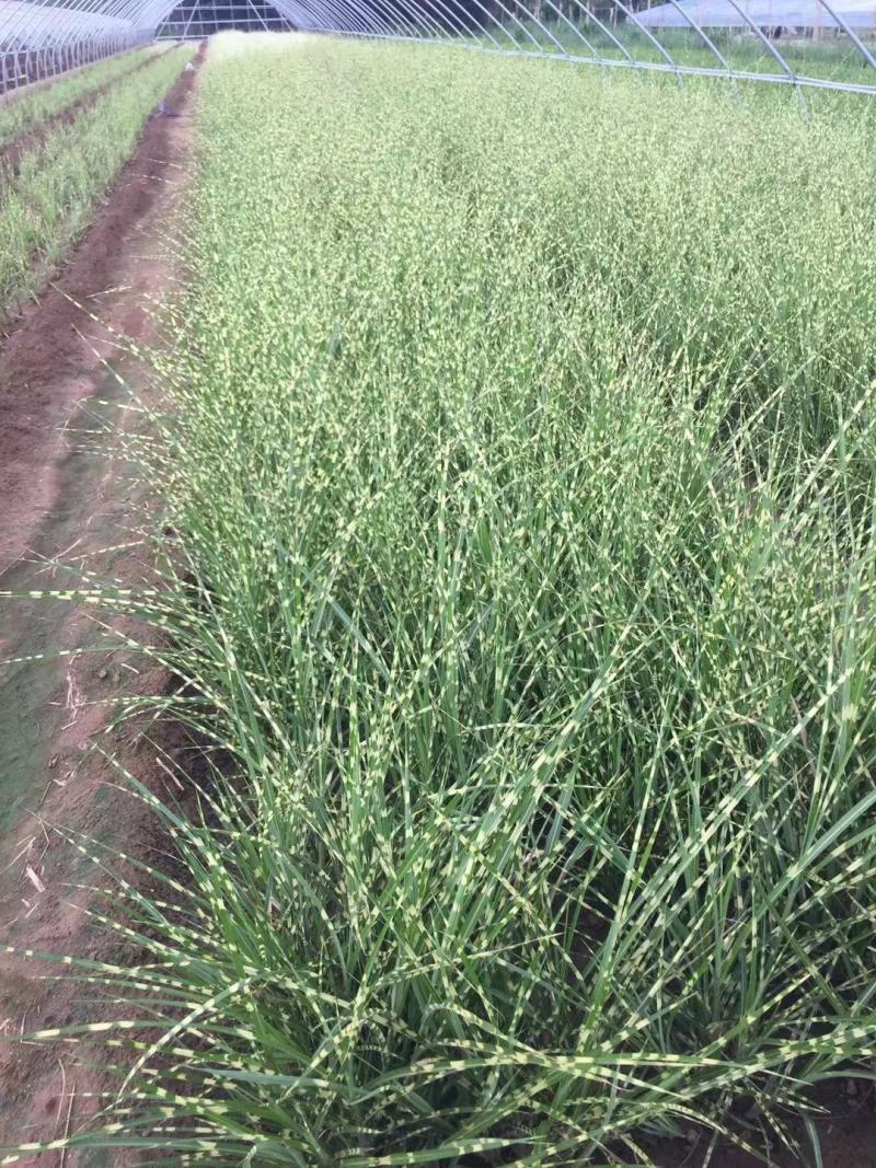 斑叶芒自产自销斑叶芒种植基地斑叶芒60万低价处理