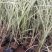花叶芒农户直销花叶芒自产自销花叶芒80万低价处理