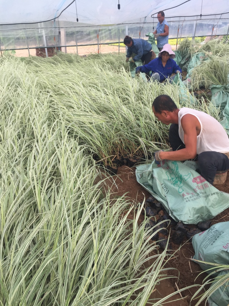花叶芒农户直销花叶芒自产自销花叶芒80万低价处理