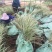 花叶芒农户直销花叶芒自产自销花叶芒80万低价处理