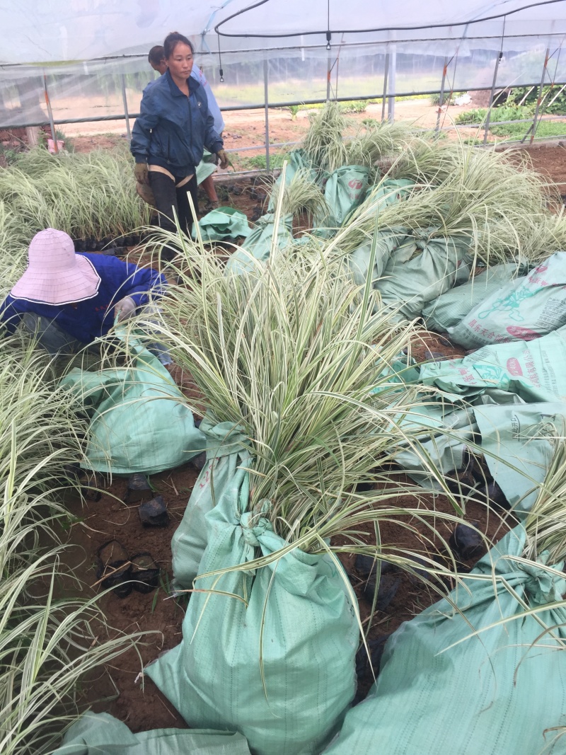 花叶芒农户直销花叶芒自产自销花叶芒80万低价处理