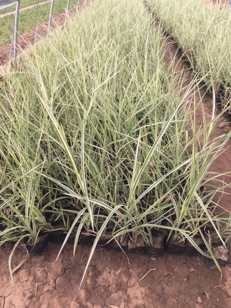 花叶芒农户直销花叶芒自产自销花叶芒80万低价处理