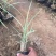 花叶芒农户直销花叶芒自产自销花叶芒80万低价处理