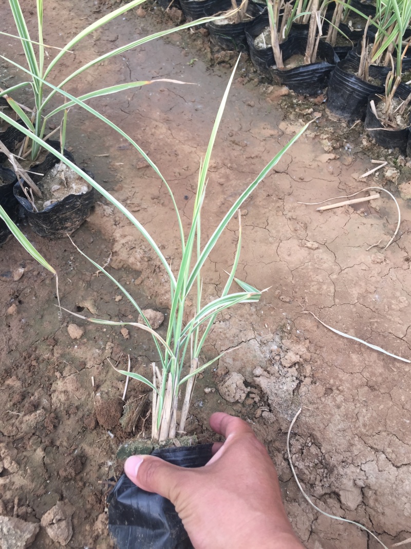 花叶芒农户直销花叶芒自产自销花叶芒80万低价处理