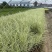 花叶芒农户直销花叶芒自产自销花叶芒80万低价处理