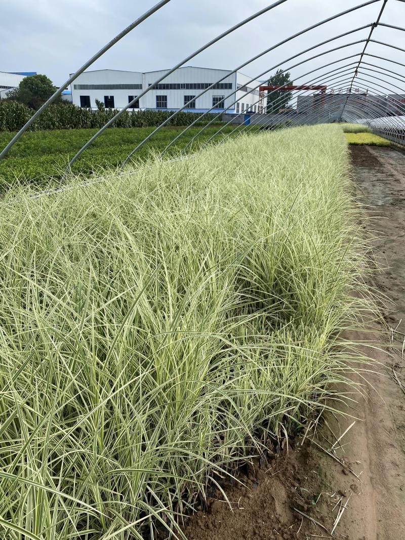 花叶芒农户直销花叶芒自产自销花叶芒80万低价处理