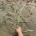 花叶芒农户直销花叶芒自产自销花叶芒80万低价处理