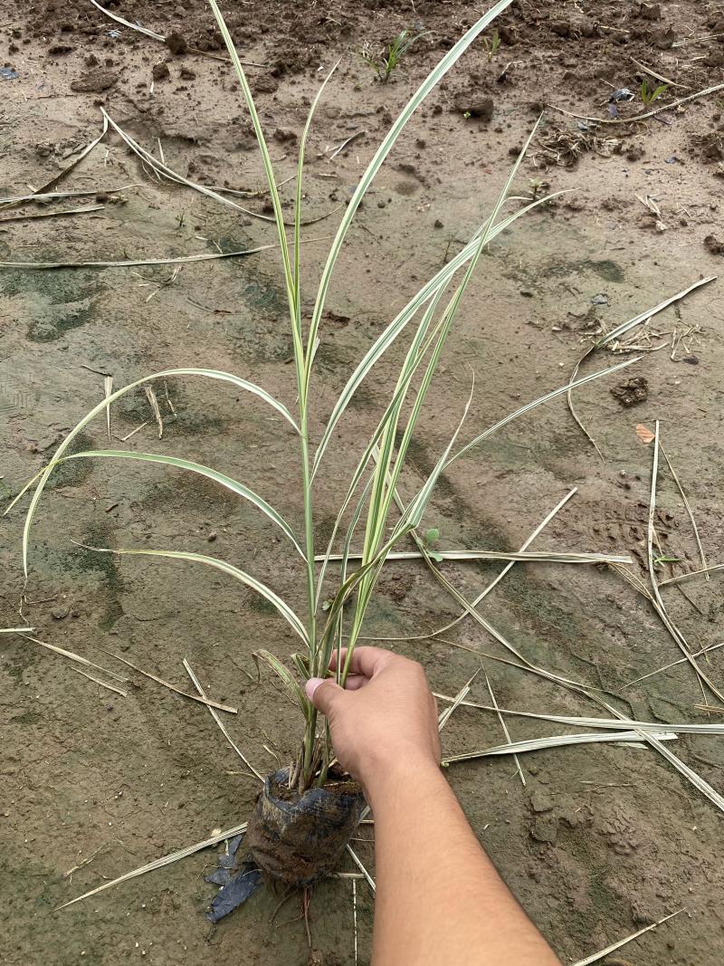 花叶芒农户直销花叶芒自产自销花叶芒80万低价处理