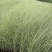 晨光芒自产自销晨光芒农户直销晨光芒80万低价处理