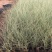 晨光芒自产自销晨光芒农户直销晨光芒80万低价处理