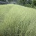 晨光芒自产自销晨光芒农户直销晨光芒80万低价处理