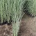 晨光芒自产自销晨光芒农户直销晨光芒80万低价处理