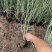 晨光芒自产自销晨光芒农户直销晨光芒80万低价处理