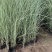 晨光芒自产自销晨光芒农户直销晨光芒80万低价处理