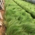 细茎针茅自产自销细茎针茅种植基地600万细茎针茅