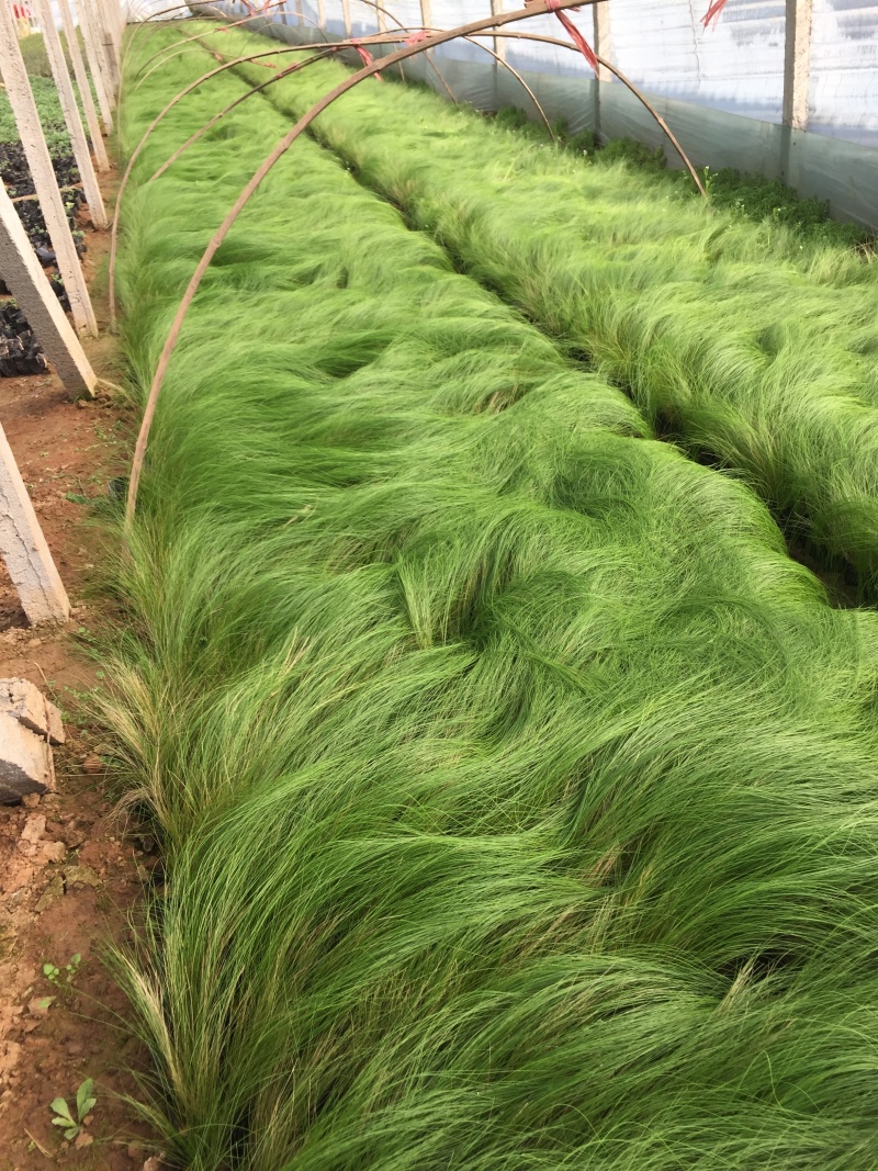 细茎针茅自产自销细茎针茅种植基地600万细茎针茅