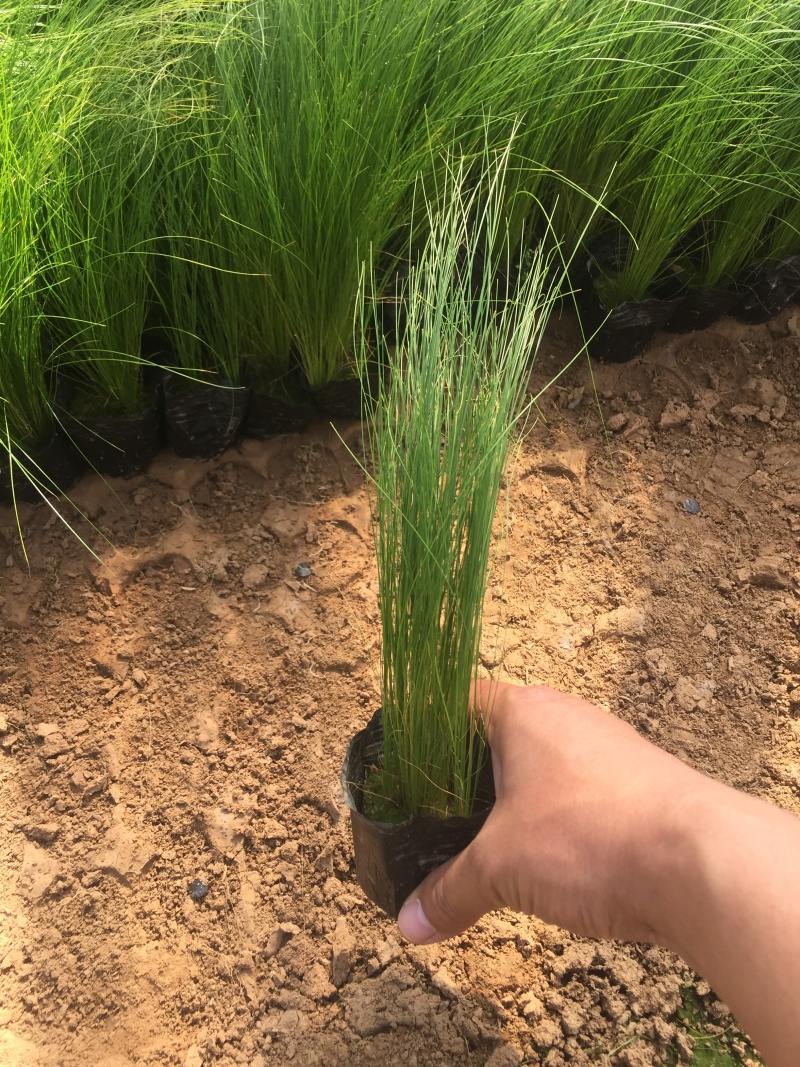 细茎针茅自产自销细茎针茅种植基地600万细茎针茅