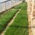 细茎针茅自产自销细茎针茅种植基地600万细茎针茅