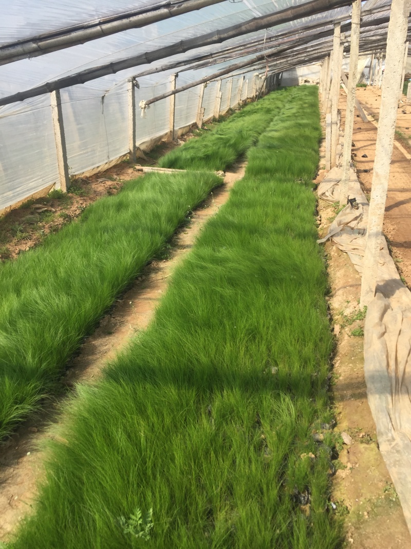 细茎针茅自产自销细茎针茅种植基地600万细茎针茅