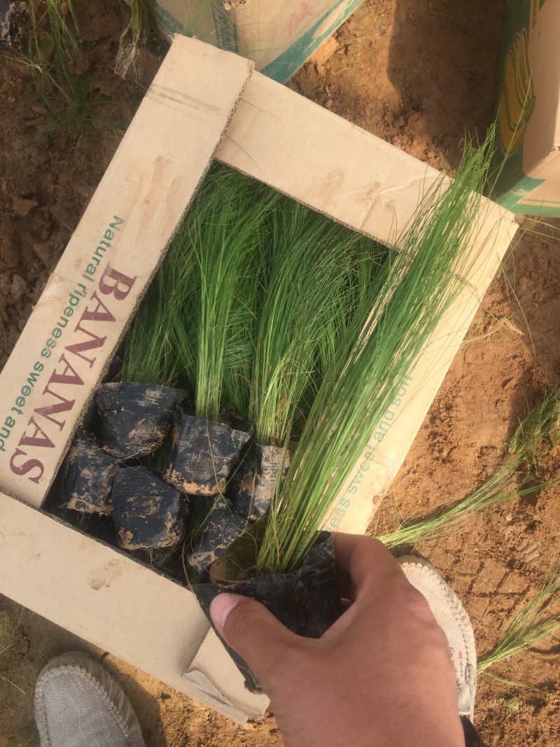 细茎针茅自产自销细茎针茅种植基地600万细茎针茅