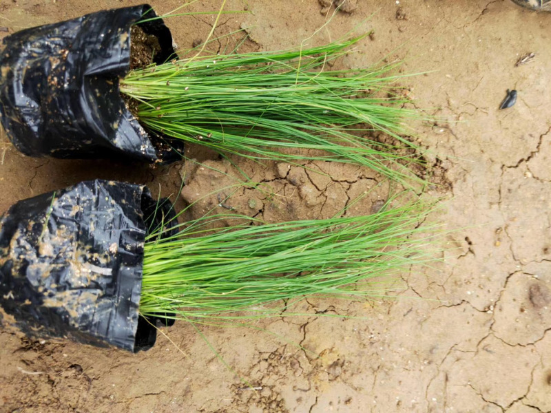 细茎针茅自产自销细茎针茅种植基地600万细茎针茅