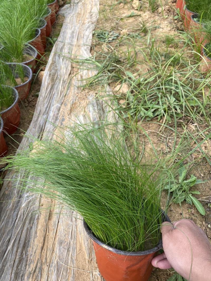 细茎针茅自产自销细茎针茅种植基地600万细茎针茅