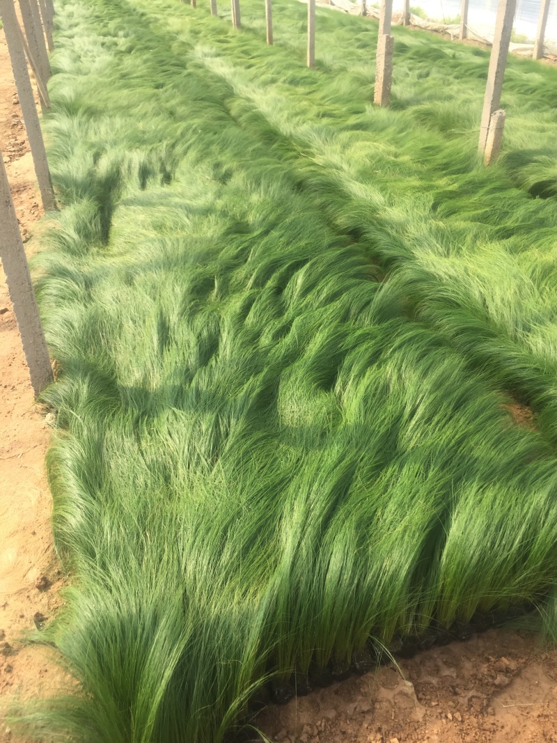 墨西哥羽毛草自产自销墨西哥羽毛草100万低价处理处理