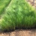 墨西哥羽毛草自产自销墨西哥羽毛草100万低价处理处理