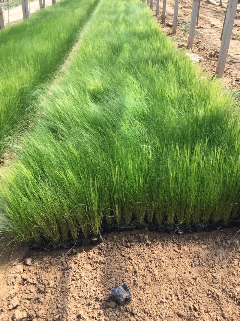 墨西哥羽毛草自产自销墨西哥羽毛草100万低价处理处理