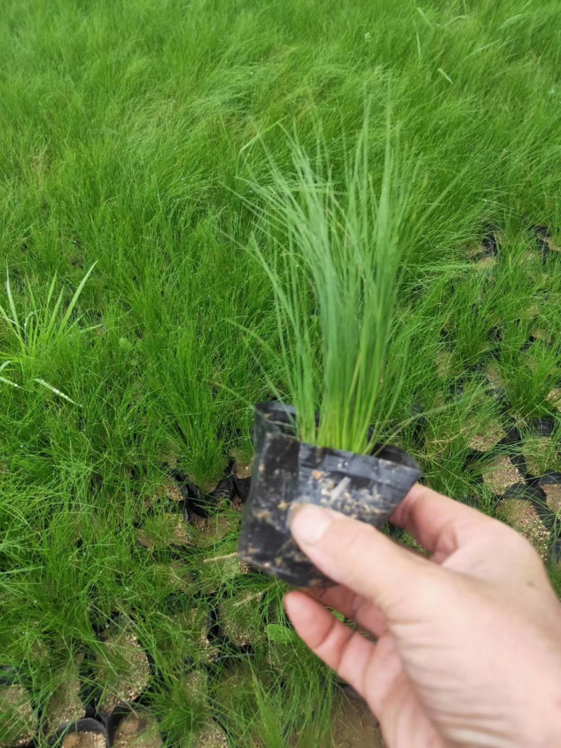墨西哥羽毛草自产自销墨西哥羽毛草100万低价处理处理