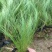墨西哥羽毛草自产自销墨西哥羽毛草100万低价处理处理