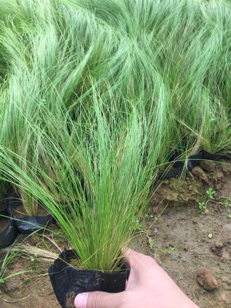 墨西哥羽毛草自产自销墨西哥羽毛草100万低价处理处理