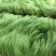 墨西哥羽毛草自产自销墨西哥羽毛草100万低价处理处理