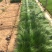 墨西哥羽毛草自产自销墨西哥羽毛草100万低价处理处理