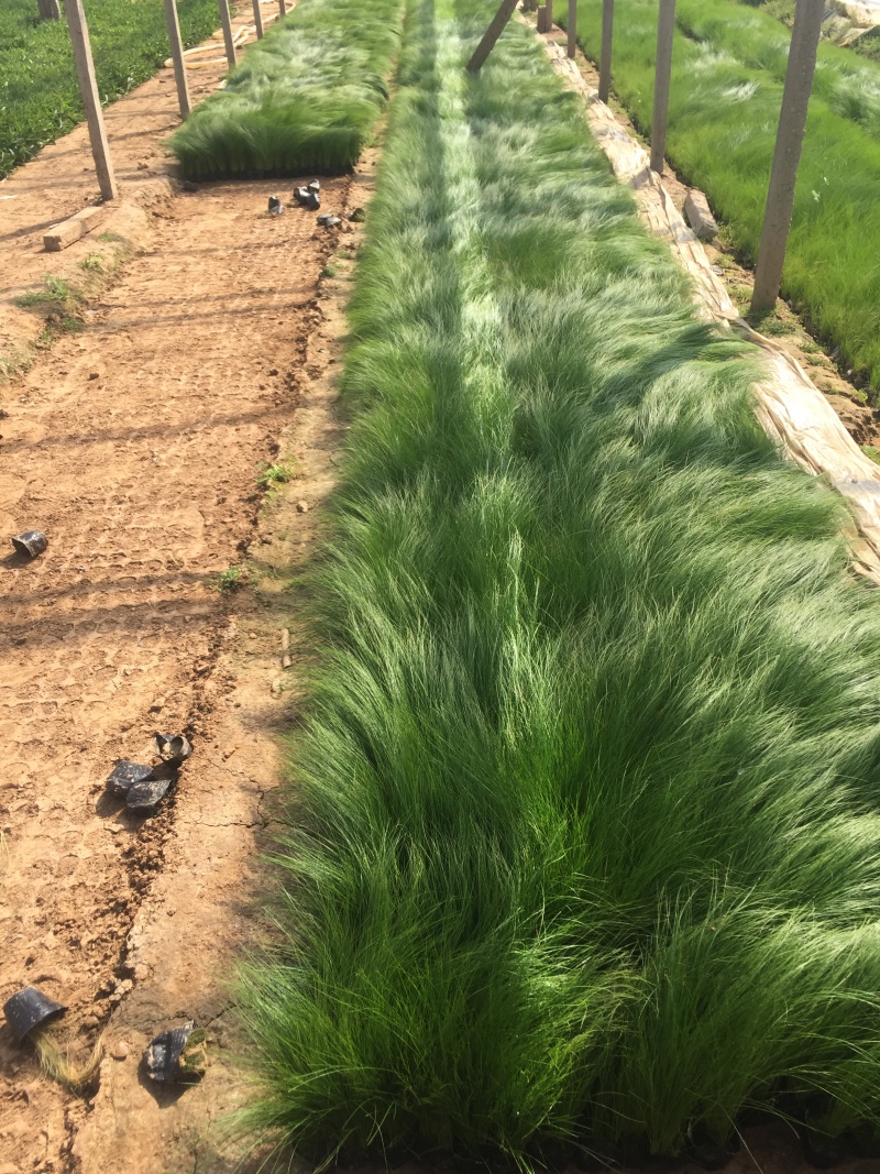 墨西哥羽毛草自产自销墨西哥羽毛草100万低价处理处理