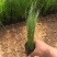 墨西哥羽毛草自产自销墨西哥羽毛草100万低价处理处理