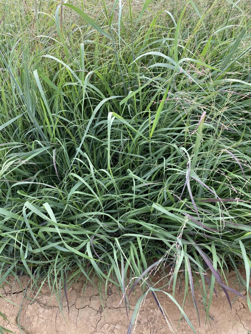 柳枝稷自产自销柳枝稷种植基地柳枝稷60万低价处理