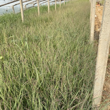 柳枝稷自产自销柳枝稷种植基地柳枝稷60万低价处理