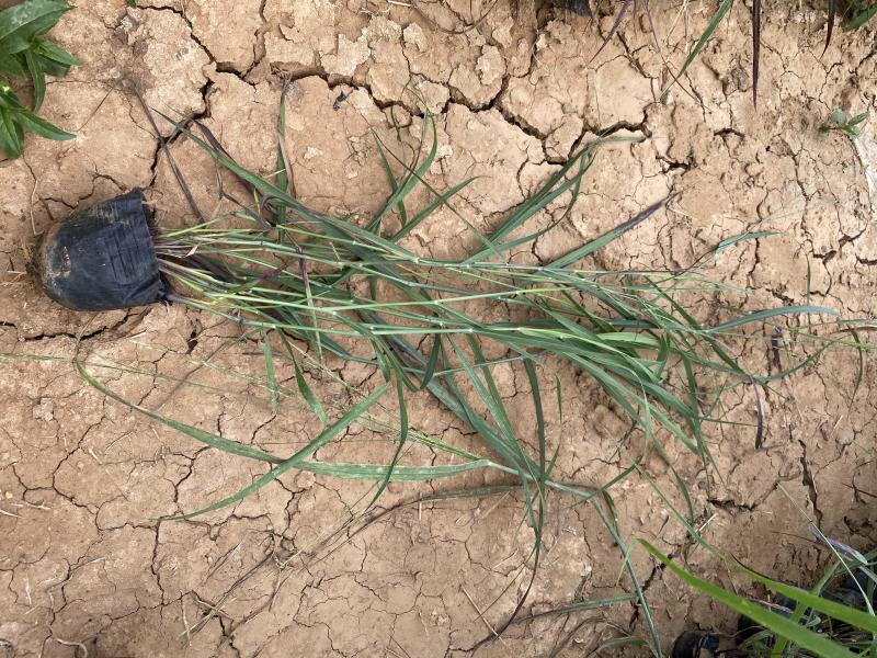 柳枝稷自产自销柳枝稷种植基地柳枝稷60万低价处理
