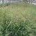 柳枝稷自产自销柳枝稷种植基地柳枝稷60万低价处理
