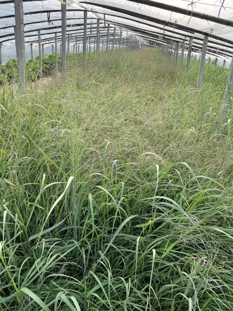 柳枝稷自产自销柳枝稷种植基地柳枝稷60万低价处理