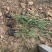 柳枝稷自产自销柳枝稷种植基地柳枝稷60万低价处理