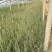柳枝稷自产自销柳枝稷种植基地柳枝稷60万低价处理