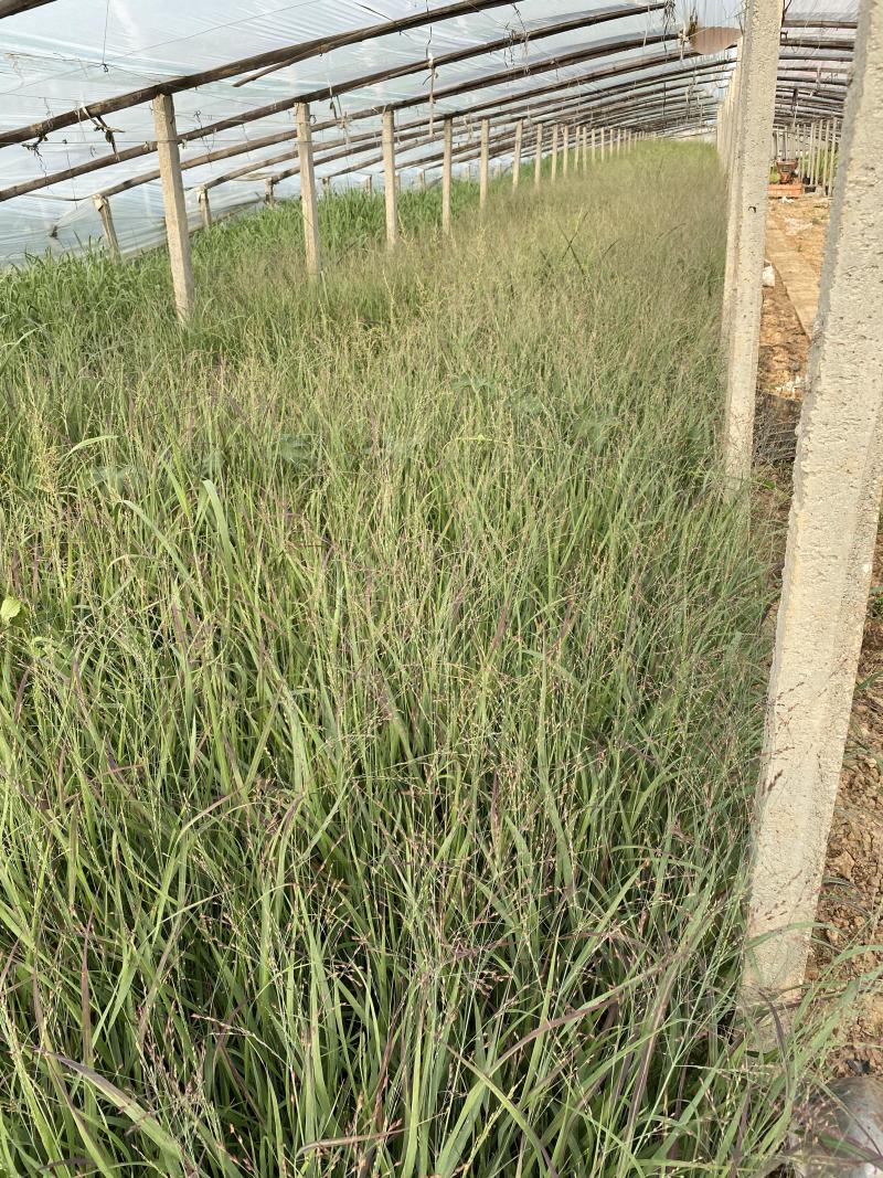 柳枝稷自产自销柳枝稷种植基地柳枝稷60万低价处理
